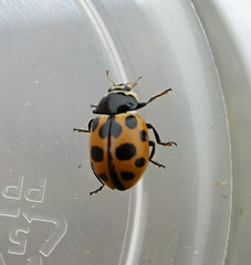 Ceratomegilla notata