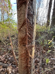 Toxicodendron radicans