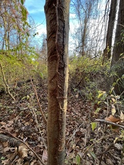 Toxicodendron radicans