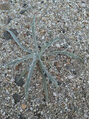 Baileya pauciradiata