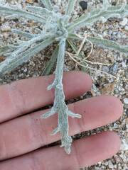 Baileya pauciradiata