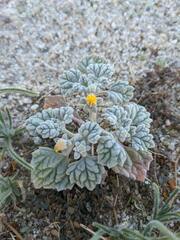 Psathyrotes ramosissima