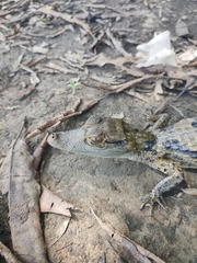 Caiman crocodilus crocodilus