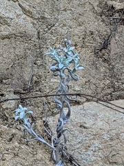 Pseudognaphalium microcephalum