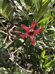 Esterhazya splendida