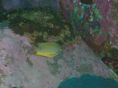 Plectroglyphidodon gascoynei