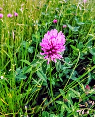 Trifolium pratense
