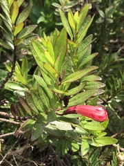 Esterhazya splendida