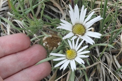 Townsendia grandiflora