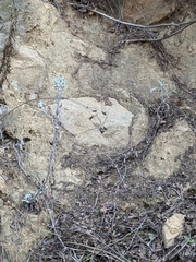 Pseudognaphalium microcephalum