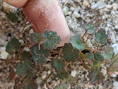 Eremalche rotundifolia