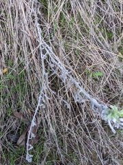 Pseudognaphalium microcephalum