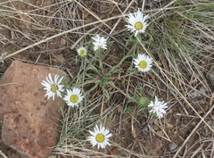 Townsendia grandiflora