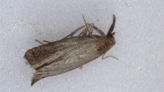 Neodactria luteolellus