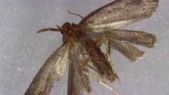 Neodactria luteolellus