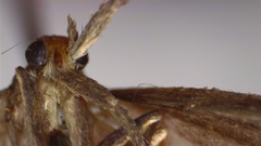 Neodactria luteolellus