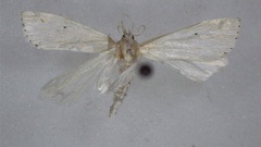 Microcrambus biguttellus