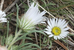 Townsendia grandiflora