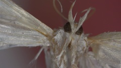 Microcrambus biguttellus