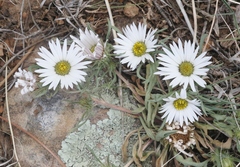 Townsendia grandiflora