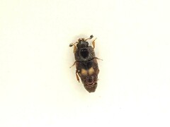 Carpophilus hemipterus