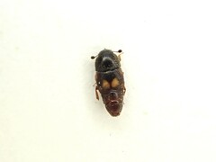 Carpophilus hemipterus