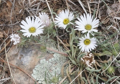 Townsendia grandiflora