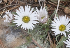 Townsendia grandiflora