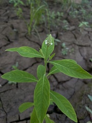 Sphenoclea zeylanica