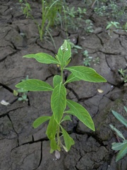 Sphenoclea zeylanica