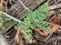 Phyllanthus tenellus