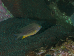 Plectroglyphidodon gascoynei