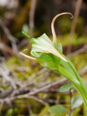 Pterostylis patens