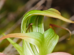 Pterostylis patens