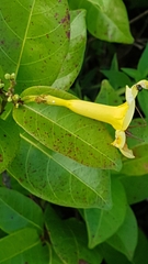 Odontadenia puncticulosa