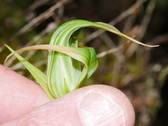 Pterostylis patens
