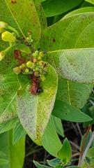 Odontadenia puncticulosa