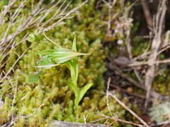 Pterostylis patens