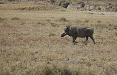 Phacochoerus africanus massaicus