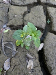 Mecardonia procumbens
