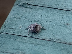 Hamataliwa grisea