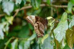 Papilio ulysses