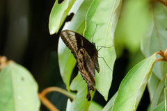 Papilio ulysses
