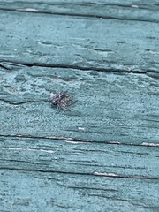 Hamataliwa grisea