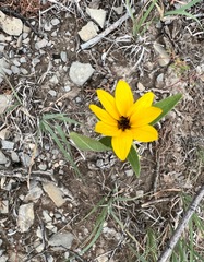 Rudbeckiinae