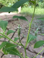 Sphenoclea zeylanica