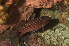 Sargocentron cornutum