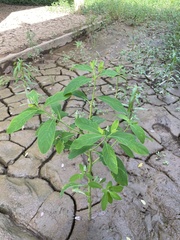 Sphenoclea zeylanica