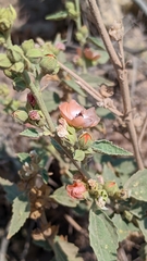 Sphaeralcea bonariensis