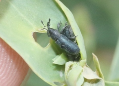Mecinus janthiniformis